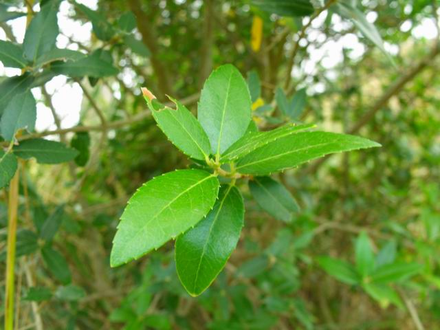 Phillirea latifolia